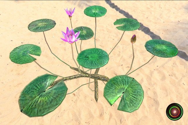 water lily 3D Model .c4d .max .obj .3ds .fbx .stl .blend