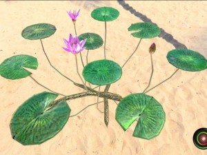 water lily 3D Model