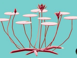 water lily 3D Model