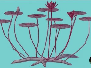 water lily 3D Model