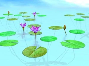 water lily 3D Model