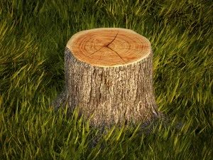 tree stumps collection 3D Model