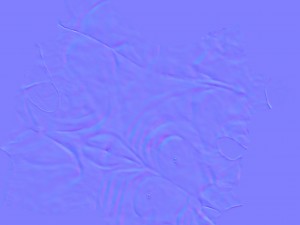 female torso 3D 模型
