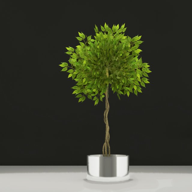 fisuc nitida 3D Model .c4d .max .obj .3ds .fbx .stl .blend 