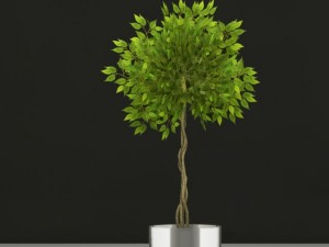 fisuc nitida 3D Model