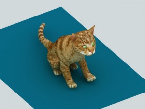 cat animated rigged Model 3D