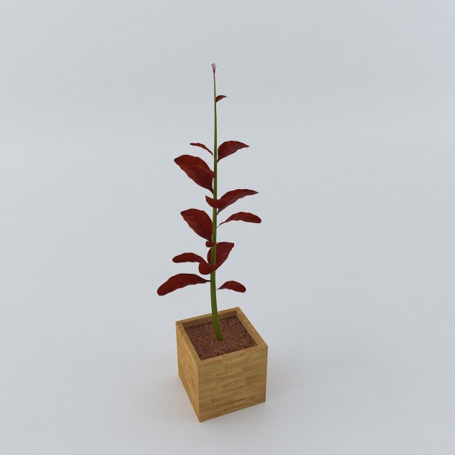 red plant 3Dモデル .c4d .max .obj .3ds .fbx .stl .blend 