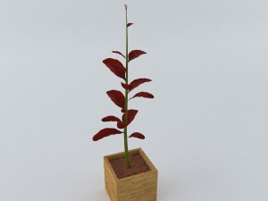 red plant Model 3D