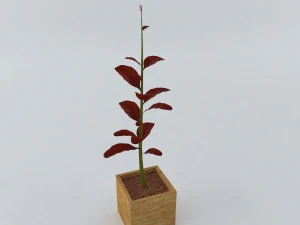 красное растение 3D Модель