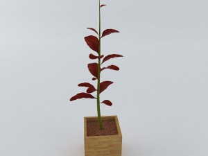 red plant 3Dモデル