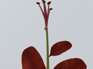 red plant 3Dモデル