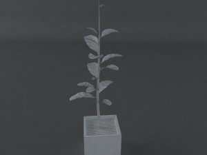 red plant 3Dモデル