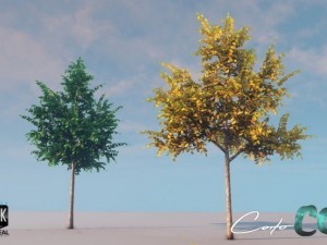 tree  summer and autumn 3D Model