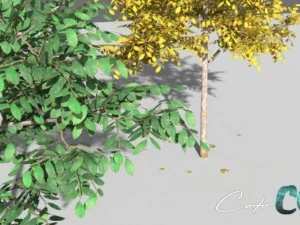 tree  summer and autumn 3D Model