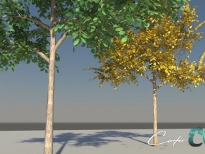 tree  summer and autumn 3D Model