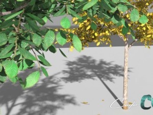 tree  summer and autumn 3D Model