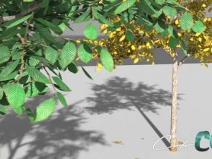 tree  summer and autumn 3D Model
