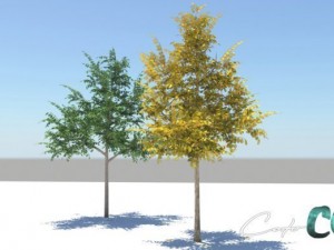 tree  summer and autumn 3D Model