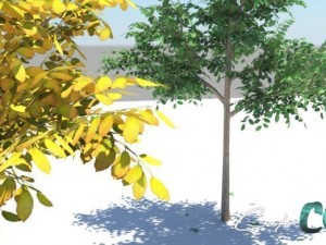 tree  summer and autumn 3D Model