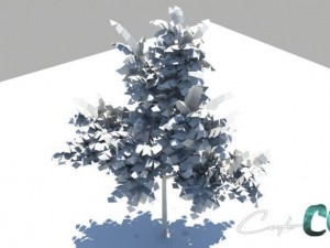 tree  summer and autumn 3D Model