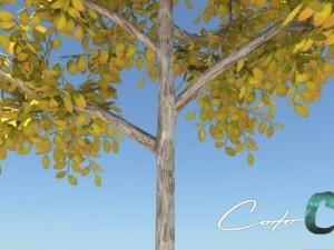 tree  summer and autumn 3D Model