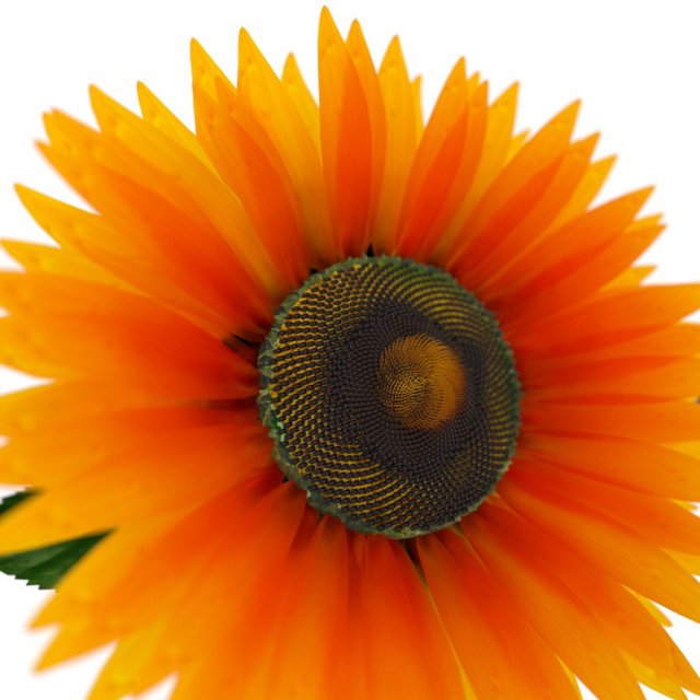 sunflower Model 3D .c4d .max .obj .3ds .fbx .stl .blend 