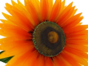 sunflower Modelo 3D