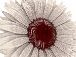 sunflower Model 3D