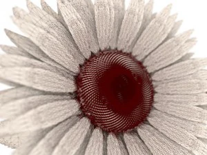 sunflower 3D Model