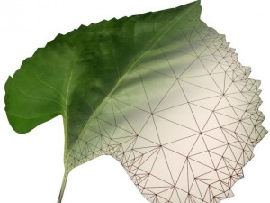 sunflower Model 3D
