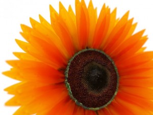 sunflower Model 3D