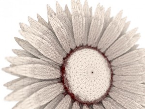 sunflower Model 3D