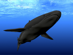shark Modèle 3D