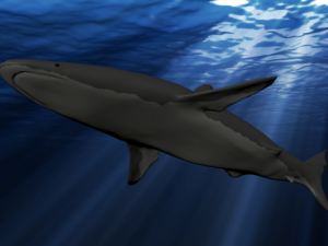 shark 3D Model