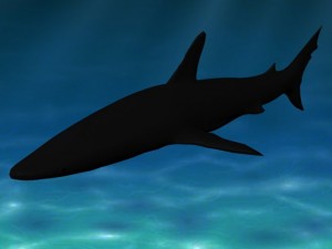 shark 3D Model