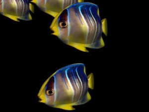 fish Model 3D