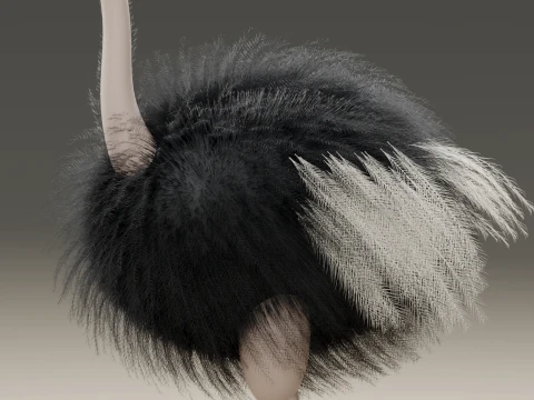 Ostrich 3D Model