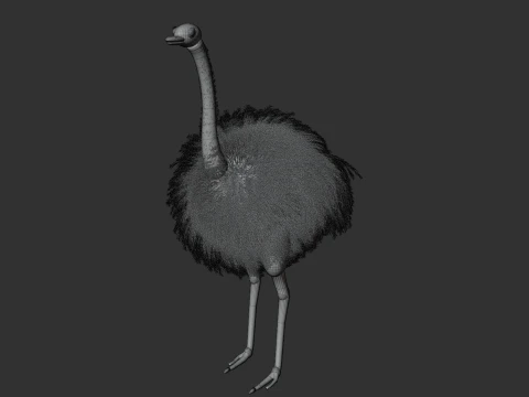 Ostrich 3D Model