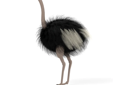 Ostrich 3D Model