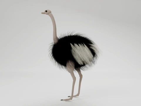 Ostrich 3D Model
