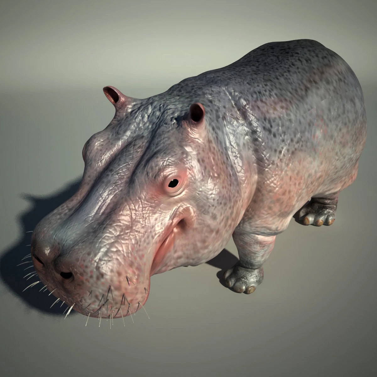 hippo 3D Model .c4d .max .obj .3ds .fbx .stl .blend 