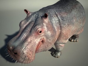 hippo 3D Model