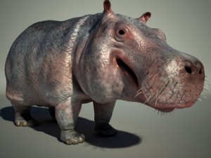 hippo 3D Модель