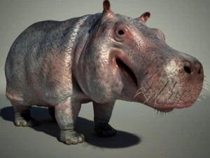 hippo 3D Model