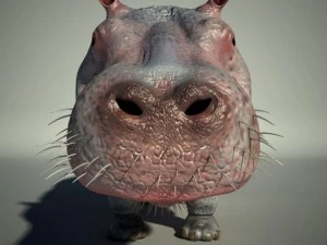 hippo 3D Model