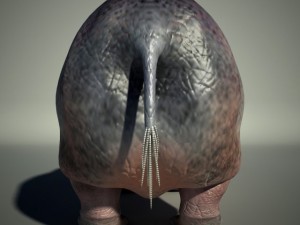 hippo 3D Модель