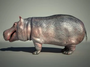 hippo 3D Model