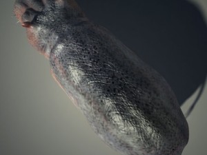 hippo 3D Модель