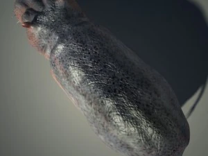 hippo 3D Model