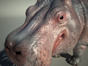hippo 3D Модель